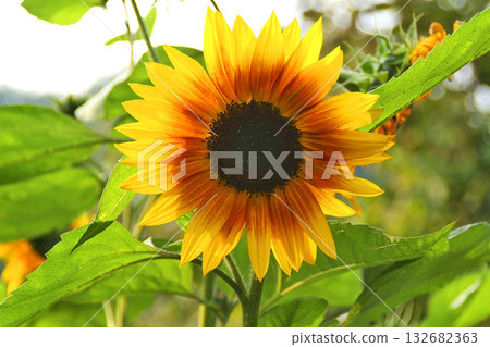 flowering sunflower helianthus annus flowering sunflower helianthus annus 132682363