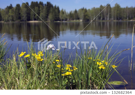 flowers at Lake Baiersoiener See, Upper Bavaria, Germany flowers at Lake Baiersoiener See, Upper Bavaria, Germany 132682364