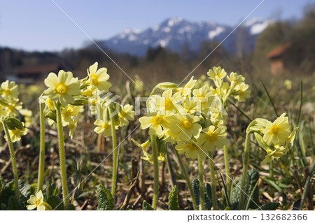 Primeroses, Cowslips, Primula elatior, Alps, Upper Bavaria, Germany 132682366
