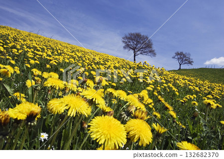Dandelion meadow, Taraxacum officinale, Upper Bavaria, Germany 132682370
