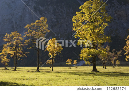autumncolors in the mountains, Sycamore Maples, Acer pseudoplatanus, Alps, Austria, Europe 132682374