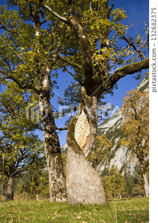 autumncolors in the mountains, Sycamore Maples, Acer pseudoplatanus, Alps, Austria, Europe 132682375