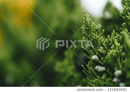 Close-up view of green foliage with small blue berries in a natural setting 132682681