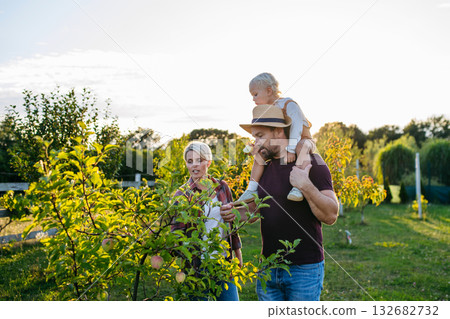 Family picking apples together in the garden at sunset. 132682732