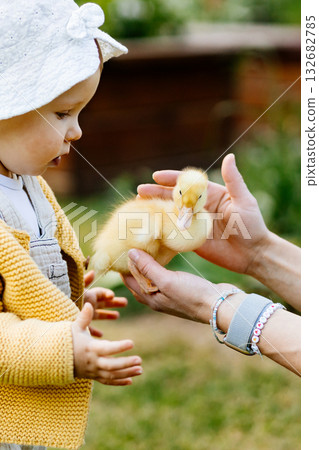 Cute toddler playing with ducklings on the farm. 132682785