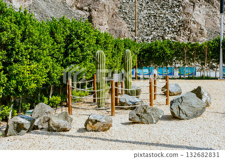 olive tree in the city, green spaces, city greening, landscape design. High quality photo 132682831