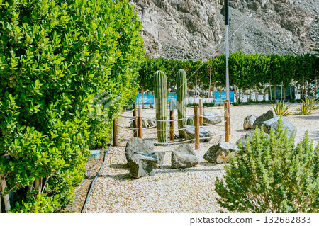 olive tree in the city, green spaces, city greening, landscape design. High quality photo 132682833