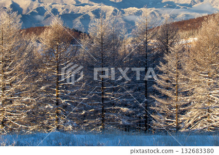 A larch forest covered in frost sparkling in the morning sun A larch forest covered in frost sparkling in the morning sun 132683380