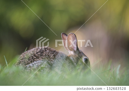 Grey small hare eating grass on summer field. Wild rabbit in nature 132683528