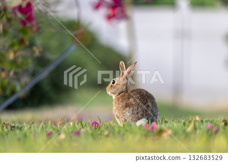Grey small hare eating grass on Florida backyard. Wild rabbit in nature 132683529