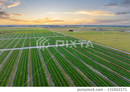 Farmland landscape in summer season with growing crops. Agricultural cultivated field. Farming and agriculture industry 132683571