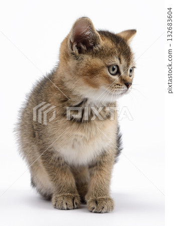 A small, fluffy Scottish Straight kitten with a golden-brown tabby coat, sitting and looking away. A small, fluffy Scottish Straight kitten with a golden-brown tabby coat, sitting and looking away. 132683604