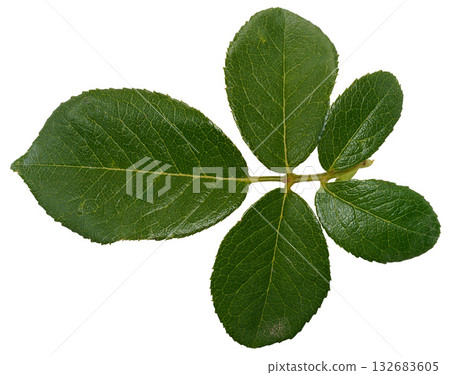 Rose branch with green leaves on stem on isolated background Rose branch with green leaves on stem on isolated background 132683605
