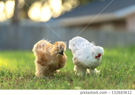 Domestic chicken on small backyard. Silkie chicks sustainably raised in free range conditions Domestic chicken on small backyard. Silkie chicks sustainably raised in free range conditions 132683612