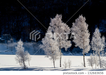 Winter morning _ frosted trees 132683656