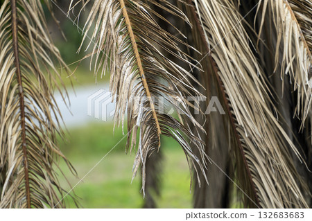 Dead palm tree with dry branches on Florida home backyard. Tree removal concept 132683683