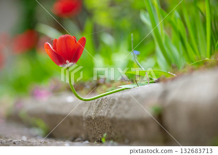 Closeup of red tulip flowers blooming in spring garden outdoors. 132683713