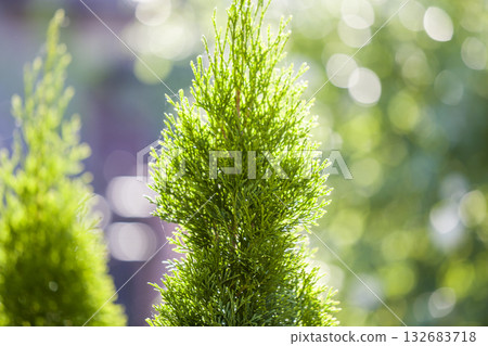 Closeup of green christmas leaves of thuja tree on green bokeh background. Twig of occidentalis evergreen coniferous bush, also known as Chinese thuja. Closeup of green christmas leaves of thuja tree on green bokeh background. Twig of occidentalis evergreen coniferous bush, also known as Chinese thuja. 132683718