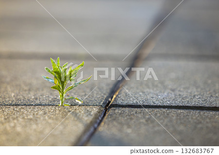 Close up of young little green plant starting to grow between concrete tiles in spring. Beginning of new life concept. 132683767
