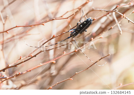 Yellow-spotted longhorn beetle in winter (December 26th) Yellow-spotted longhorn beetle in winter (December 26th) 132684145
