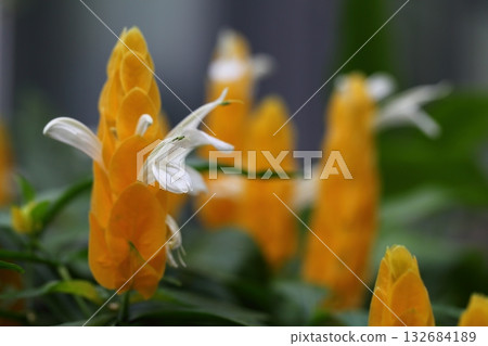 Pakistakis花 132684189