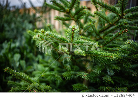 Close-Up Of Coniferous Christmas Tree Needles Outdoors Close-Up Of Coniferous Christmas Tree Needles Outdoors 132684404