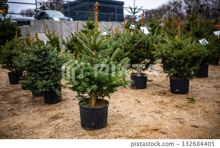 Christmas Trees In Pots Available At The Christmas Tree Market, Ready For Selling Christmas Trees In Pots Available At The Christmas Tree Market, Ready For Selling 132684405