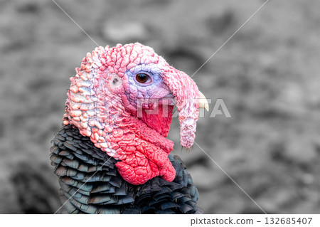A vibrant turkey stands proudly, showcasing its unique features. The colorful head and wattle contrast with the subdued background, capturing the essence of rural Turkey. 132685407