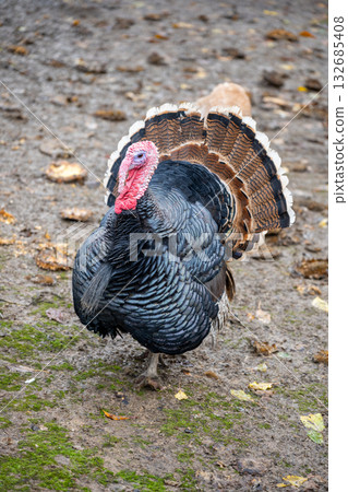 A turkey stands proudly on wet soil, displaying its feathers. Leaves surround the bird, showcasing a rustic environment typical of rural Turkey during the day. 132685408