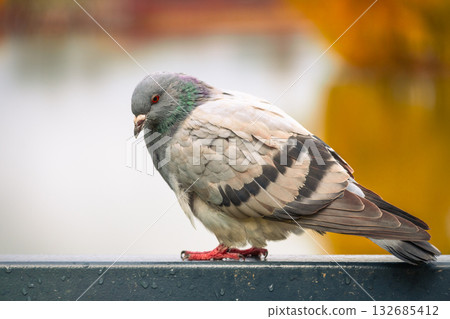 A pigeon is perched on a railing by a tranquil water body, showcasing its grey and white feathers. The background has soft autumn colors creating a peaceful scene. 132685412
