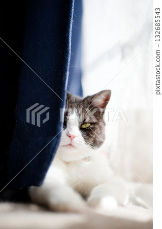 Cat watching through the gap in the curtains Cat watching through the gap in the curtains 132685543