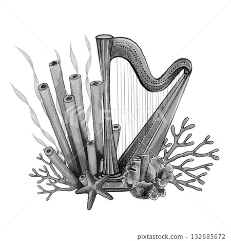 Black and white harp coral composition Black and white harp coral composition 132685672