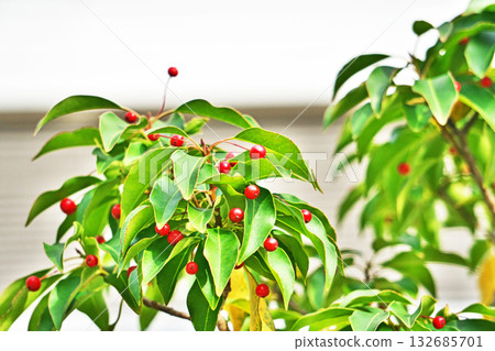 Red soyogo berries (autumn, November) 132685701