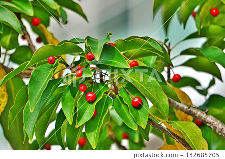 紅色 soyogo 漿果（秋季、十一月） 132685705