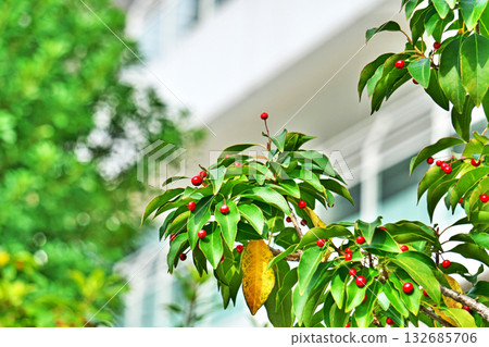 紅色 soyogo 漿果(秋季、十一月) 紅色 soyogo 漿果(秋季、十一月) 132685706