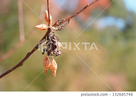 大毒鳥草的卵囊（5枚卵） 132685748