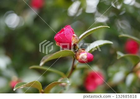 Sasanqua on the approach to Jakkoin Sasanqua on the approach to Jakkoin 132685818