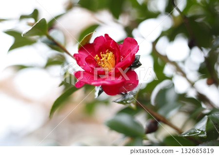 三千院附近的山茶花 三千院附近的山茶花 132685819