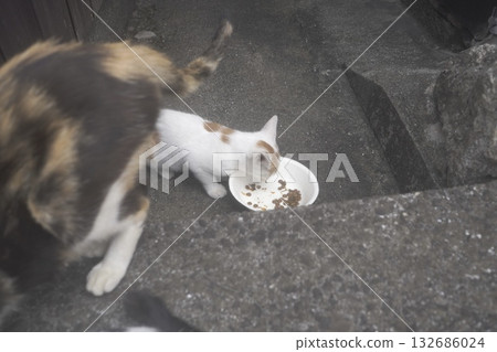 貓吃米飯 132686024
