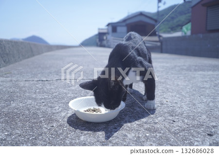 A cat eating food on the bank A cat eating food on the bank 132686028