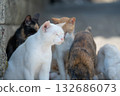 休息在樹蔭下的貓 132686073