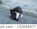 一隻貓正在梳理毛髮 132686077