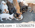 貓群圍著食物轉。 132686079