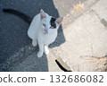 一隻貓抬頭 132686082