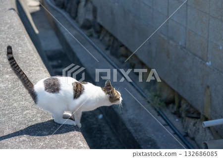貓試圖跳躍 貓試圖跳躍 132686085