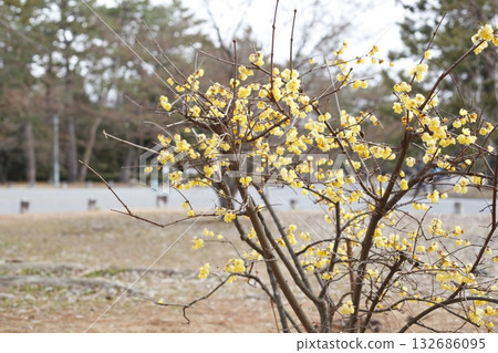 京都花園的蠟 京都花園的蠟 132686095