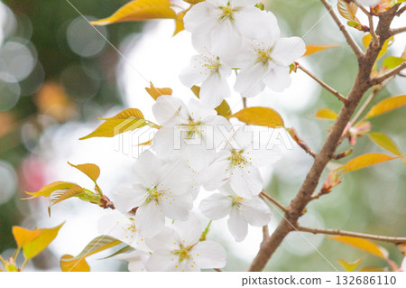 櫻花[品種：野生櫻花] 132686110