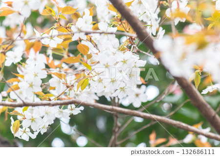 櫻花[品種：野生櫻花] 132686111