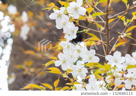 櫻花[品種：野生櫻花] 132686113