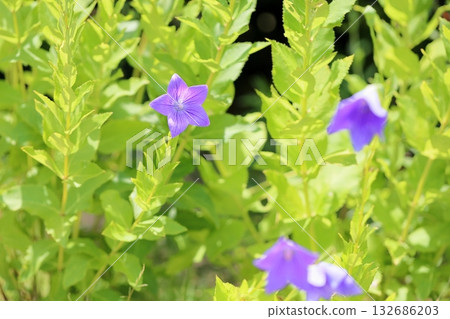 Refreshing bellflower flower, one of the seven herbs of autumn Refreshing bellflower flower, one of the seven herbs of autumn 132686203
